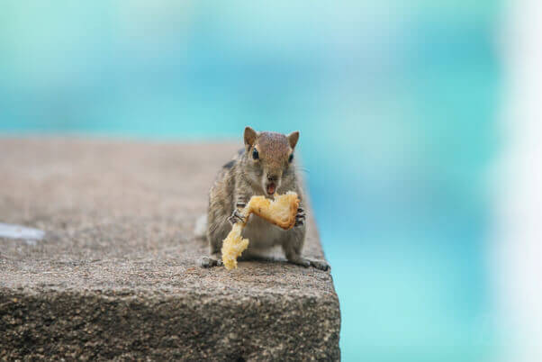 Squirrel Swimming Pool