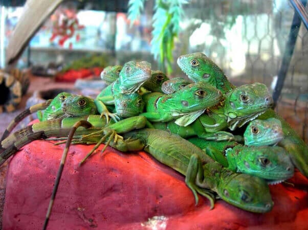 Lizards in Overcrowded Tank