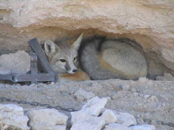 The Jaws of Death: How Steel-Jaw Traps Torture and Kill Animals | PETA The Jaws of Death: How Steel-Jaw Traps Torture and Kill Animals | PETA