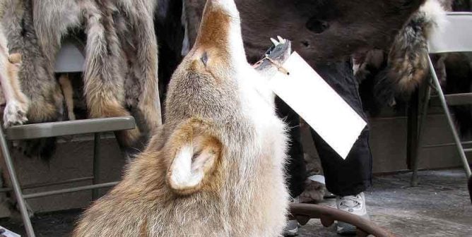 Taxidermy: The Most Disturbing ‘Decoration’