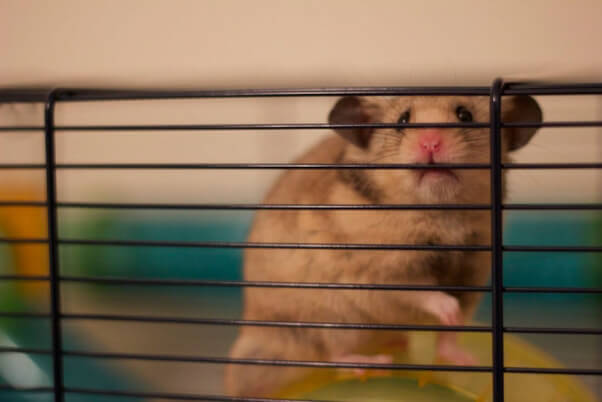 Caged Hamster