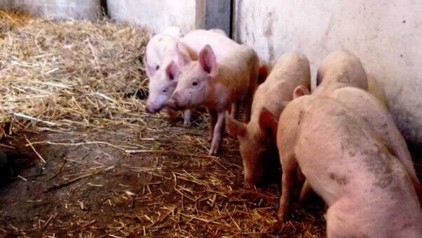 11 piglets rescued by PETA