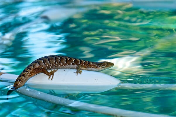 Lizard Swimming Pool