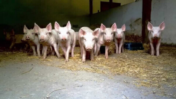 11 piglets rescued by PETA