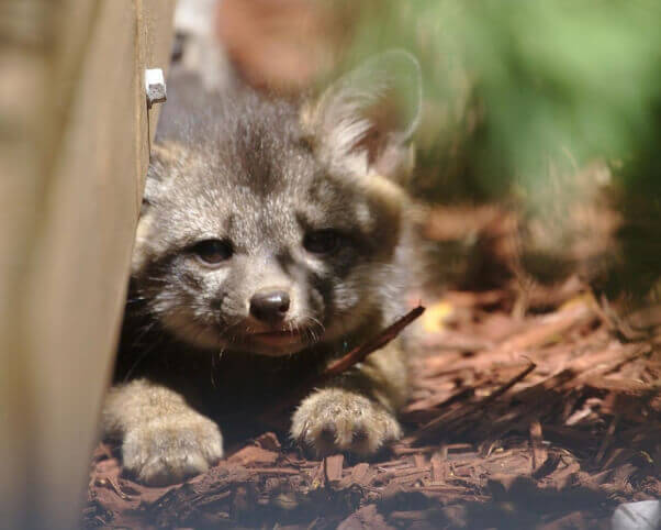 Fox Kit