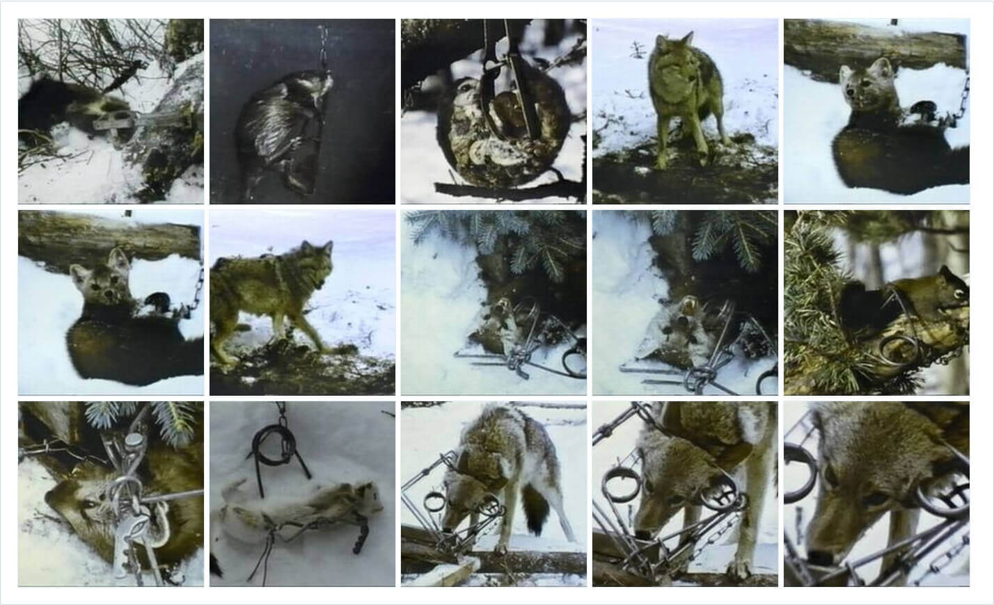 jaw traps for animals