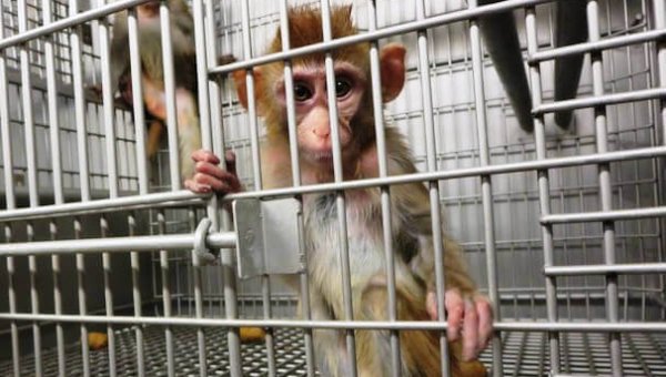 Tell Your Senators: No More Money for Cruel Monkey Experiments!