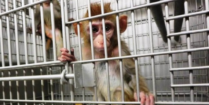 Tell Your Senators: No More Money for Cruel Monkey Experiments!