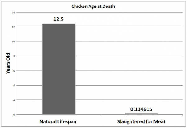 Chicken Age at Death for Meat