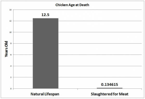 Chicken Age at Death for Meat