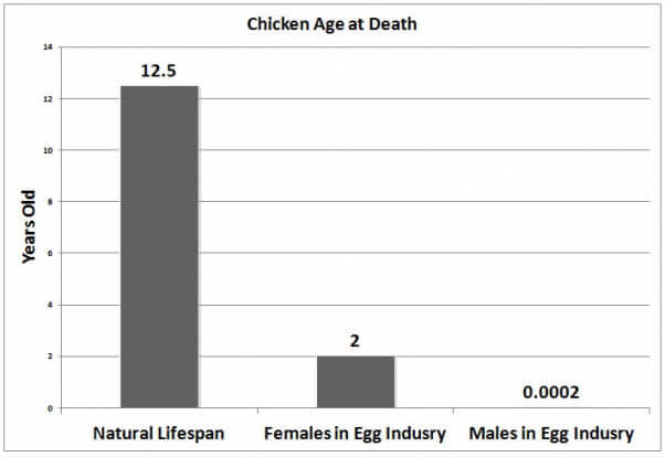 Chicken-used-for-eggs