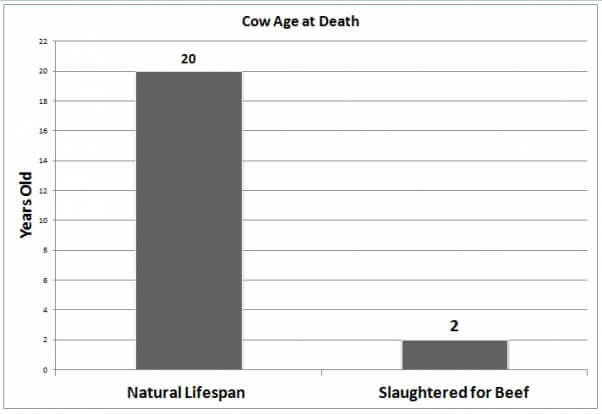 Cow Age at Death Beef