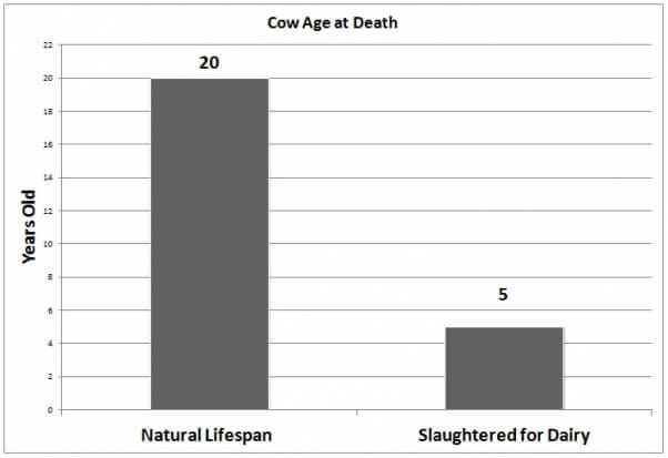 Cow Age at Death Dairy