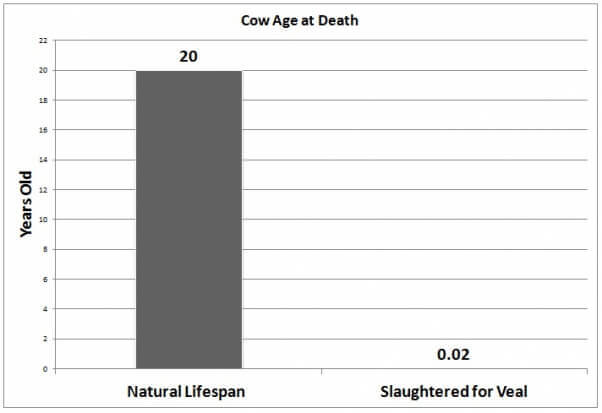 Cow Age at Death Veal