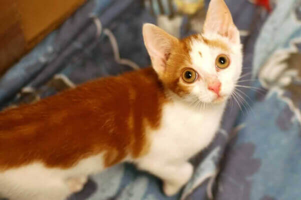 Brock, a kitten rescued by PETA who is available for adoption