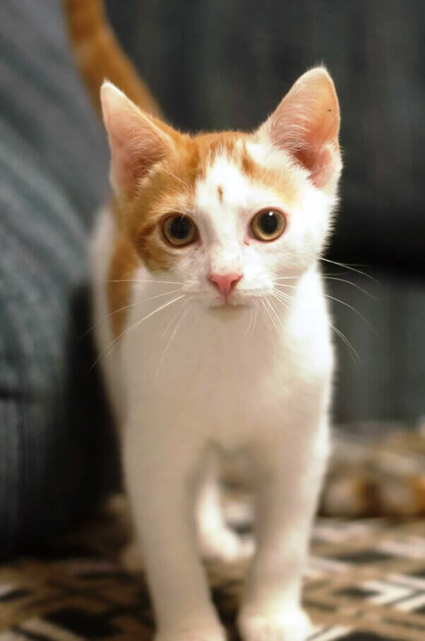 Brock, a kitten rescued by PETA who is available for adoption