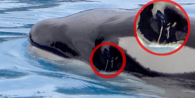 Orca at Loro Parque with Mucous