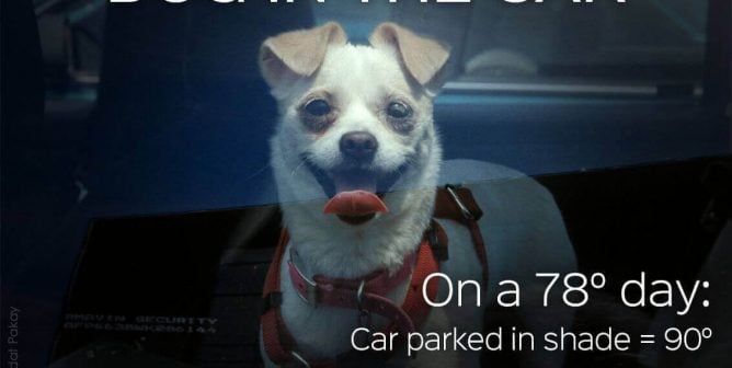 Dog Is Rescued From Hot SUV Live on Facebook as Owner Is MIA