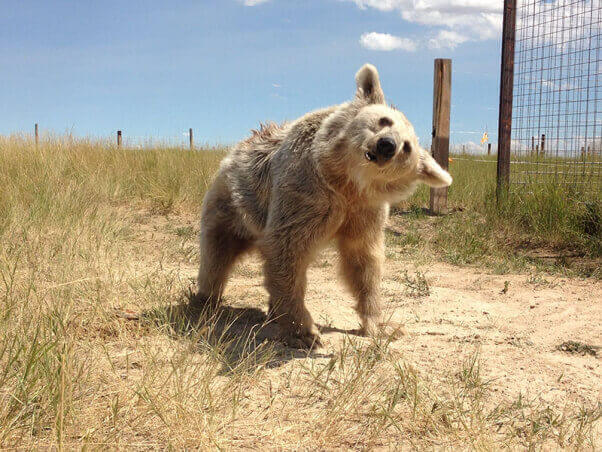 6.After several weeks at the sanctuary with the benefits of veterinary care, natural terrain, and more space, Fifi is walking better. All the bears are doing wonderfully, but Fifi, in particular, loves to roam in her new habitat, cool off in her pool, and relax in her underground den. 