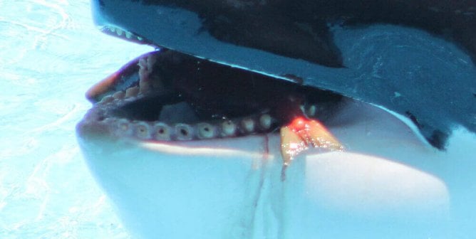 Malia the orca's drilled teeth at SeaWorld and how she chewed paint chips and harmed a trainer