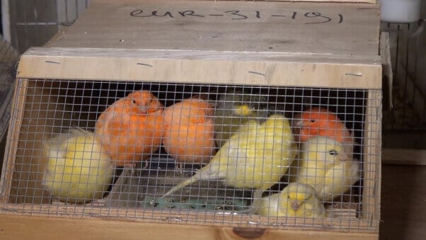 Birds in Overcrowded Cage
