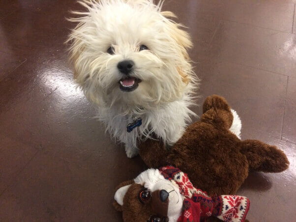 White dog with toy