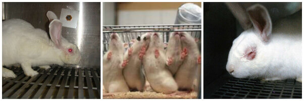 Animal testing collage