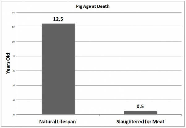 Pig Age at Death for Meat