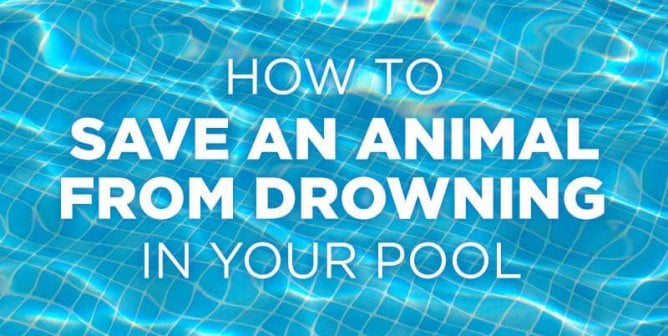 How to Prevent an Animal From Drowning in Your Pool