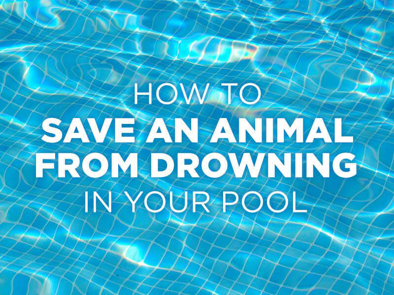 Prevent an Animal From Drowning in Your Pool PETA