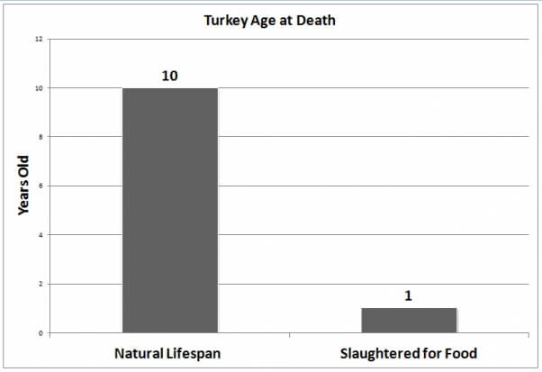 Turkey Age at Death