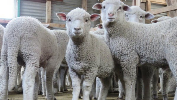 The Wool Industry