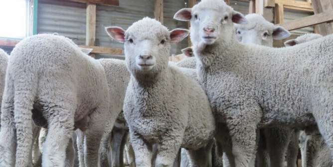 The Evidence Is Overwhelming: These Videos Show How Sheep Suffer for Wool