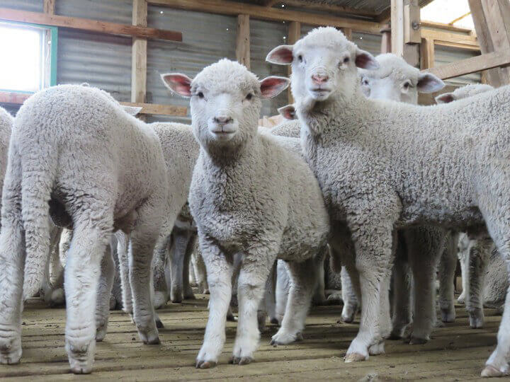 The Wool Industry | PETA