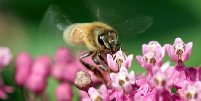 Humane Science Lessons for Teachers