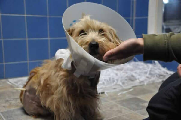 Russell wearing Elizabethan collar