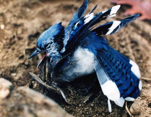 Blue Jay Caught in Steel-Jaw Trap