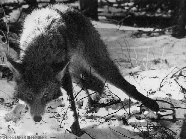 coyote-The-Fur-Bearer-Defenders