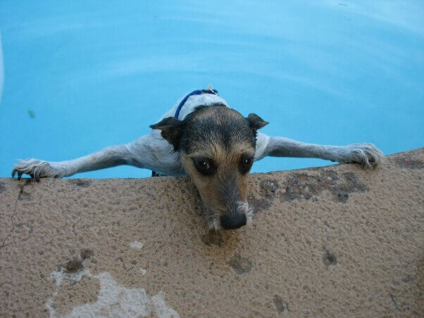 dog in pool