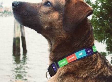 dog peta collar