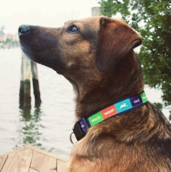 dog peta collar