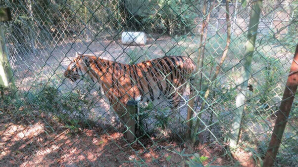 Tiger at Mobile Zoo