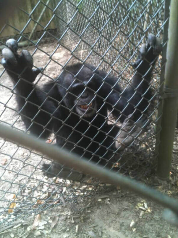 Chimpanzee at Mobile Zoo