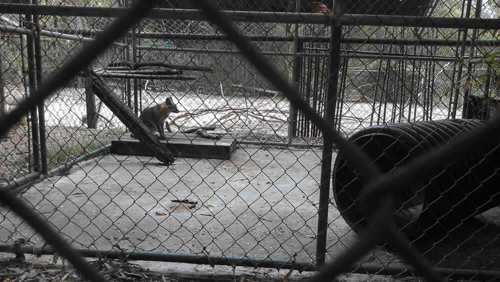 Want a Lifetime Pass to Abuse Animals? Get a USDA Exhibitor's License PETA