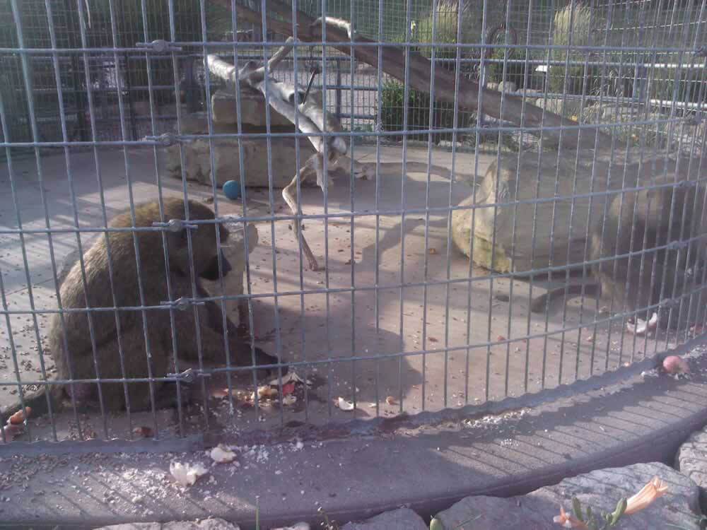 Caged bear at The Farm at Walnut Creek