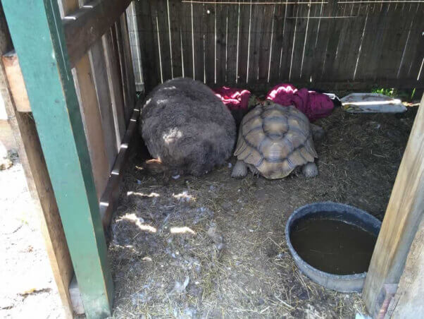 Tortoises at Tri State Zoo