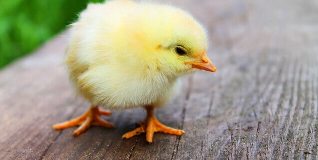 male chick used from egg industry