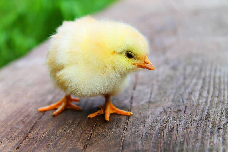 male chick used from egg industry