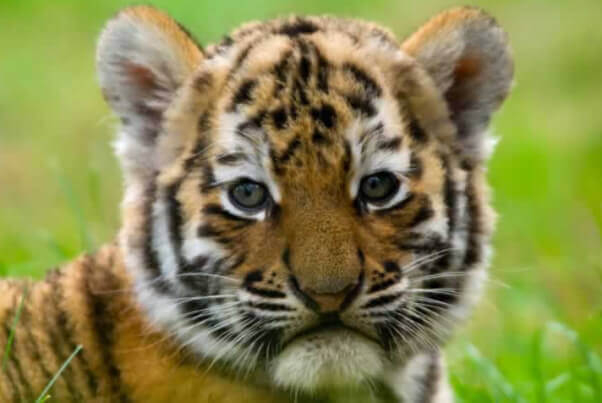 Tiger cub