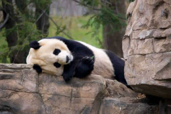 Panda at National Zoo